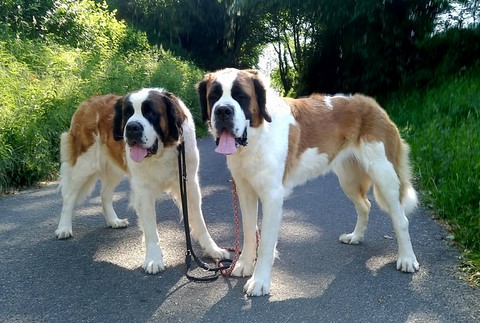 Olyana vom Haselrecht & Schwester Orly