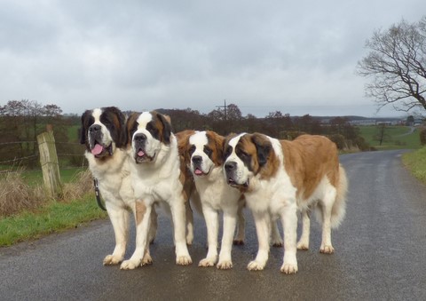 Jayant, Layan, Licia & Ursina (Sina)