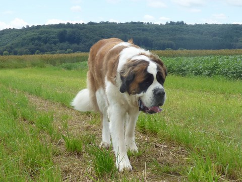 Ursina (Sina) von den Grossen Strolchen