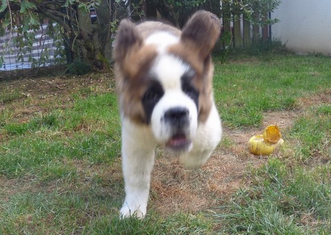 Mayerling des Coteaux Lauragais