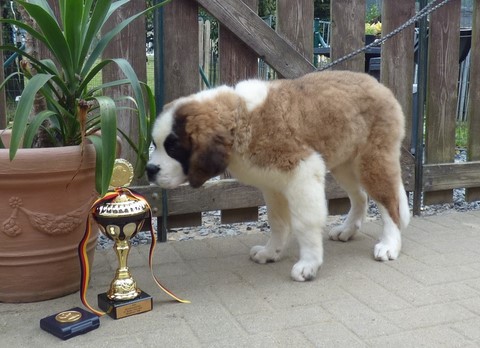 Mayerling des Coteaux Lauragais