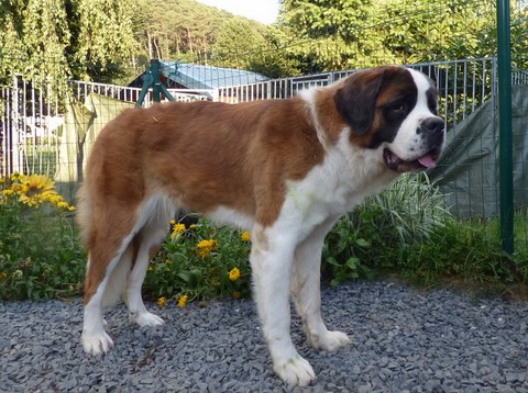 Mayerling des Coteaux Lauragais