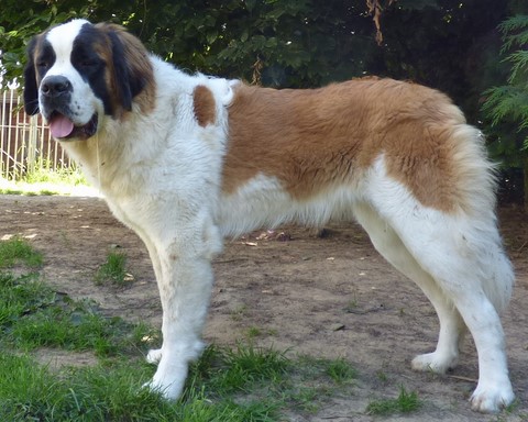 Olyana vom Haselrecht