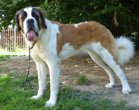 Orly vom Haselrecht 12 M.