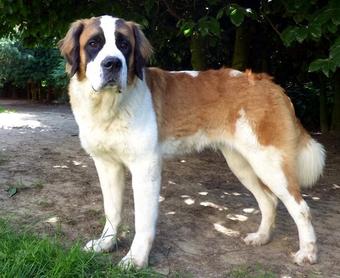 Orchidée vom Haselrecht