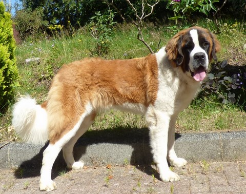 Opale vom Haselrecht 12 M.