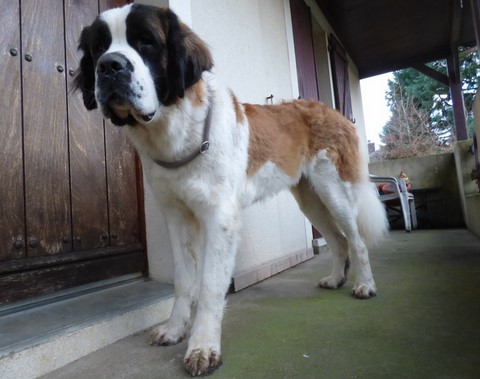 Olyana vom Haselrecht