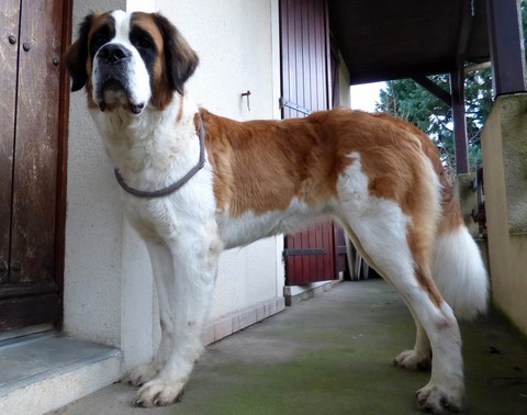 Orchidée vom Haselrecht