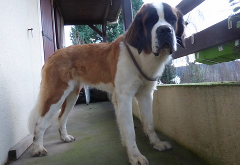 Opale vom Haselrecht