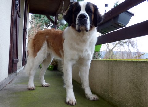 Olyana vom Haselrecht