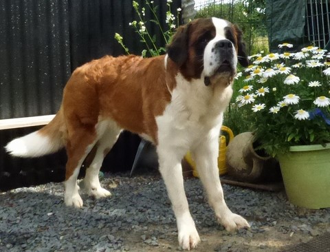 Mayerling des Coteaux Lauragais