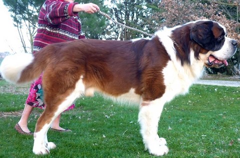 Cow Boy des Coteaux Lauragais
