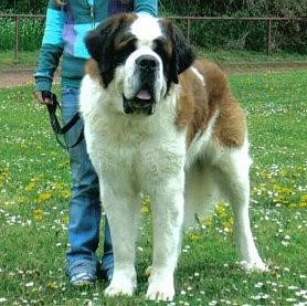 Graziano da Salacina