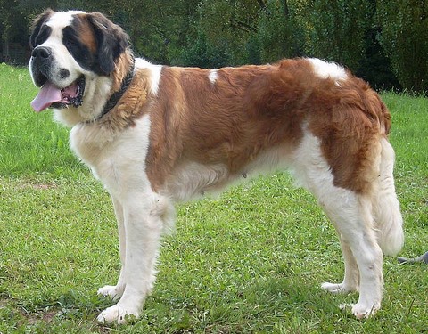 Quintia von den Grossen Strolchen