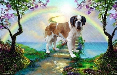 Jaya vom Haselrecht mit 7 Jahre alt