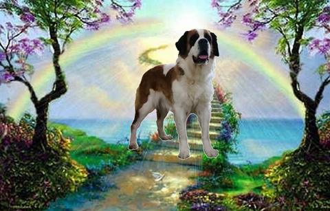 Orchidée vom Haselrecht