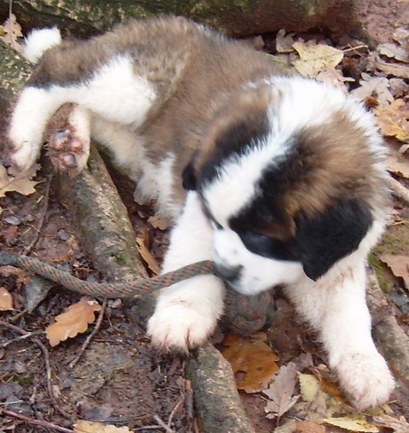 Ursina (Sina) von den Grossen Strolchen
