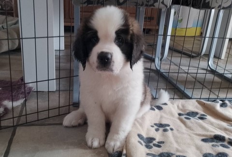 Rhapsody von den Grossen Strolchen