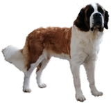 Opale vom Haselrecht