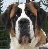 Ursina (Sina) von den Grossen Strolchen