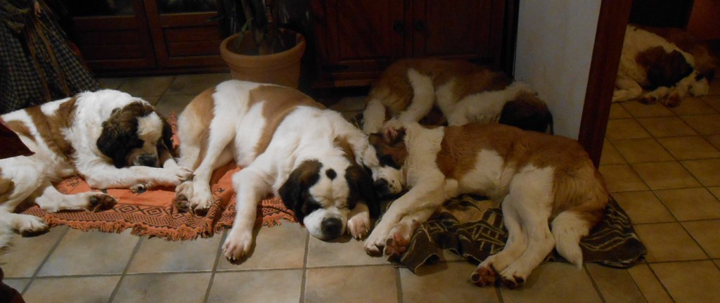 Xionara Vaya v.`t Beukeböschke und Freunden