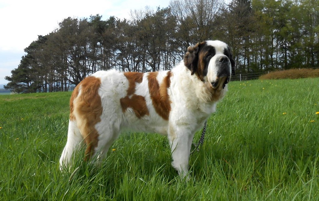 Oxana vom Siedlerhof