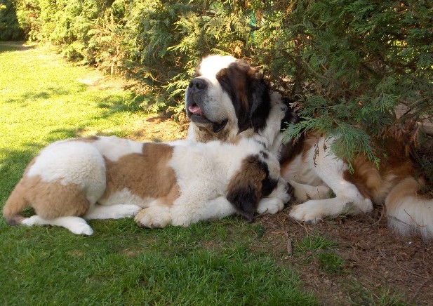 Dante vom-Illtal mit Baby Xionara