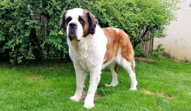 Licia des Montagnes Ensablées