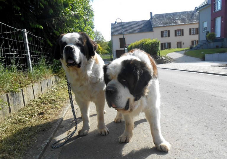 Dante vom-Illtal Bald 10 Jahre alt mit Xionara