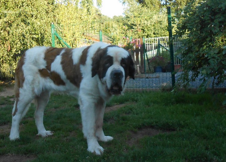 Oxana vom Siedlerhof