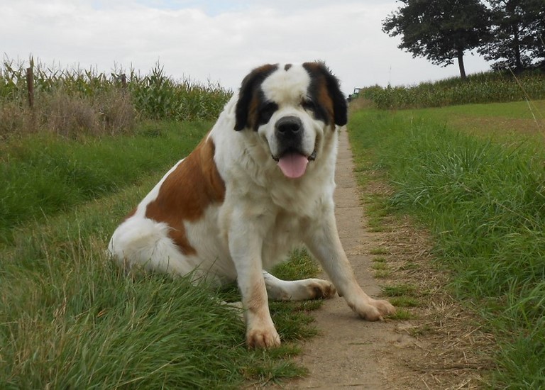 Xionara Vaya v.`t Beukeböschke