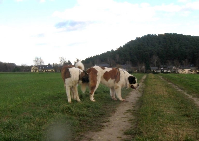 Jayant vom Haselrecht & Xionara Vaya v.`t Beukeböschke