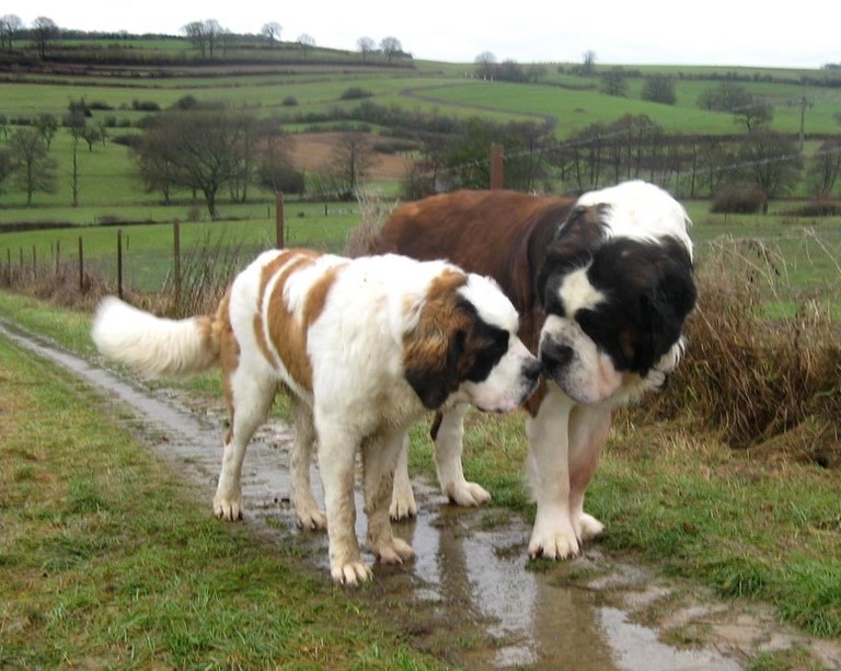 Oxana vom Siedlerhof & Gizmo vom-Illtal