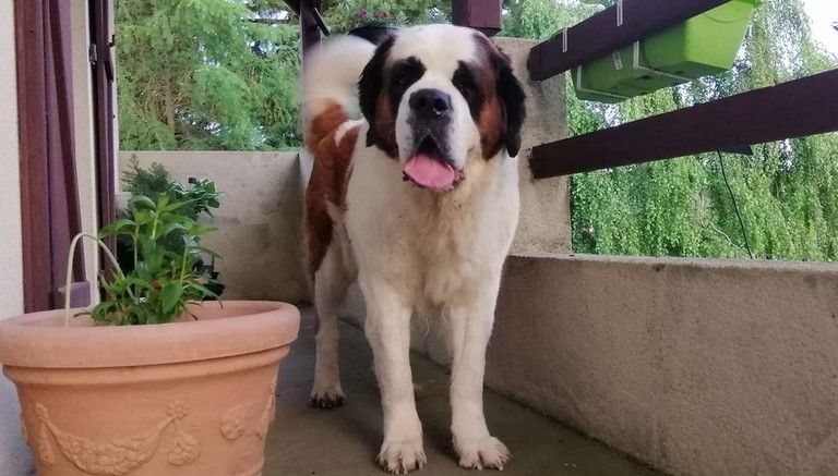 Licia des Montagnes Ensablées