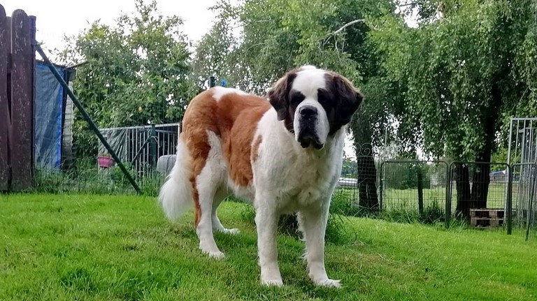 Licia des Montagnes Ensablées