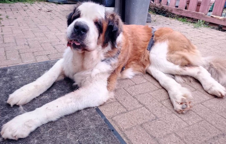Lara vom Haselrecht 11 Jahr. und fast 6 M.