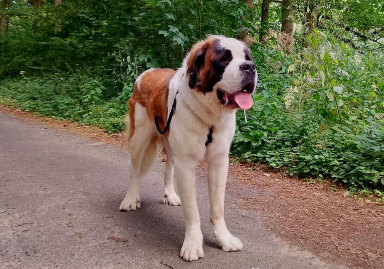 R​hapsody von den Großen Strolchen