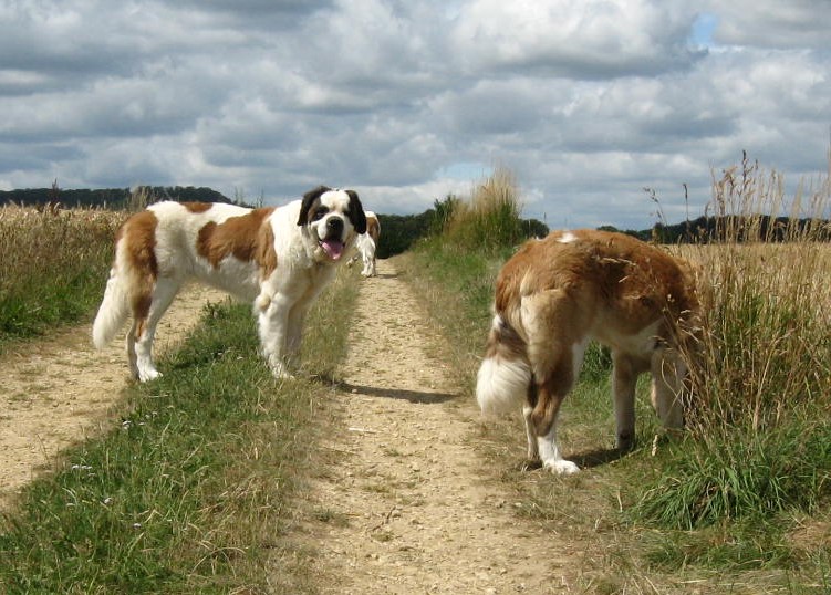 Xionara Vaya v.`t Beukeböschke