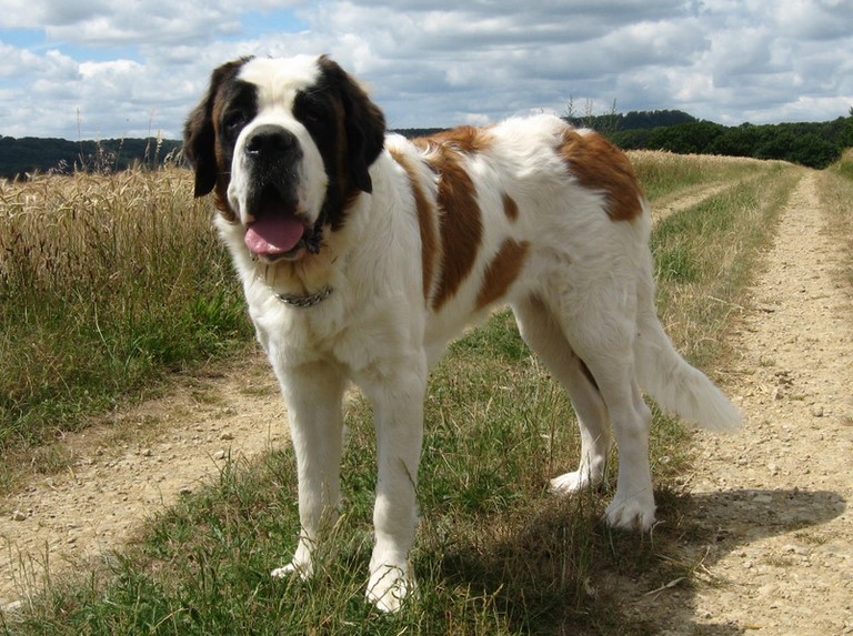 Oxana vom Siedlerhof