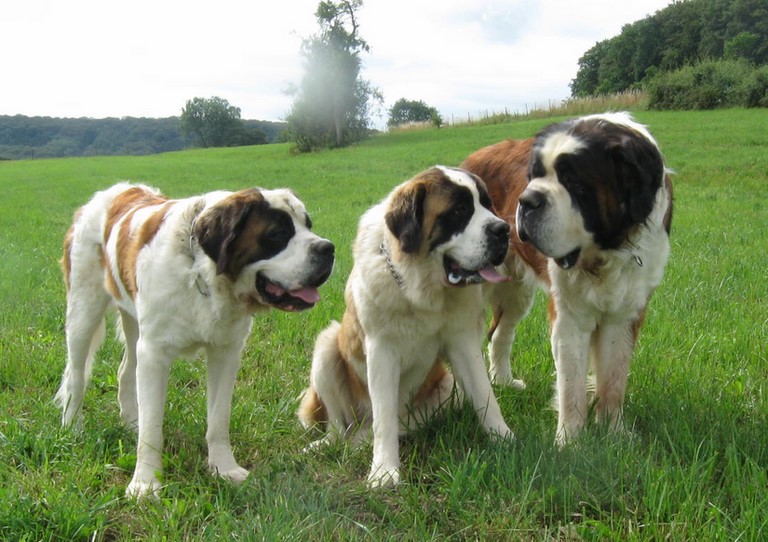 Oxana, Ursina & Gizmo