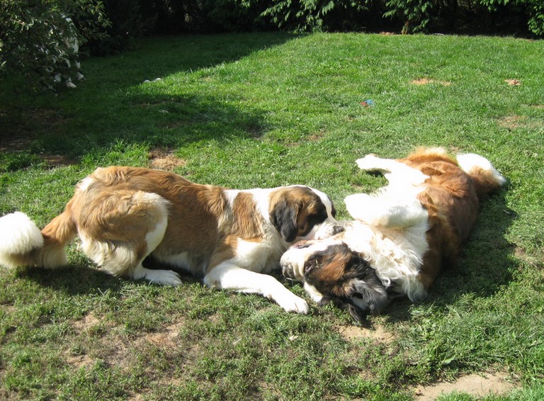 Ursina v d Grossen Strolchen & Gizmo vom-Illtal