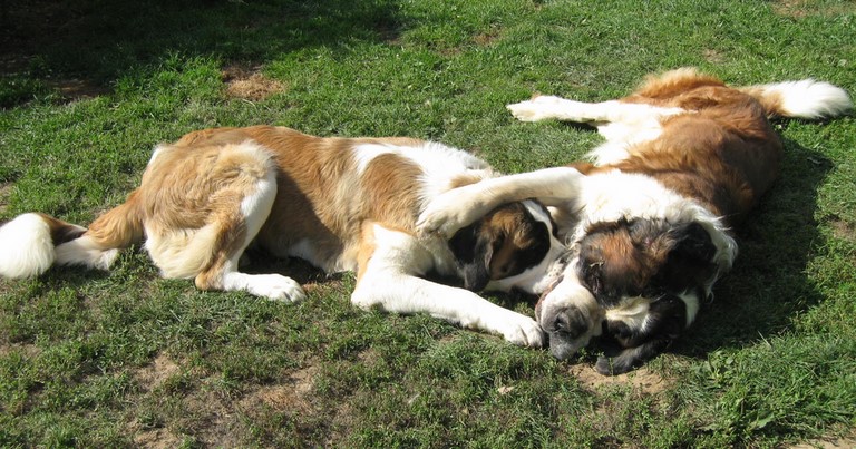 Ursina v d Grossen Strolchen & Gizmo vom-Illtal