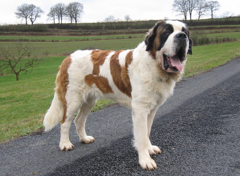 Oxana vom Siedlerhof