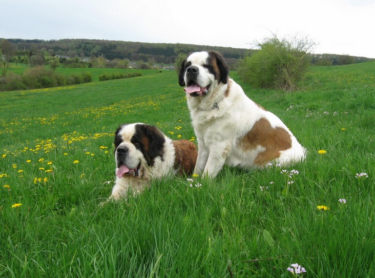 Dante vom Illtal & Xionara Vaya v.`t Beukeböschke