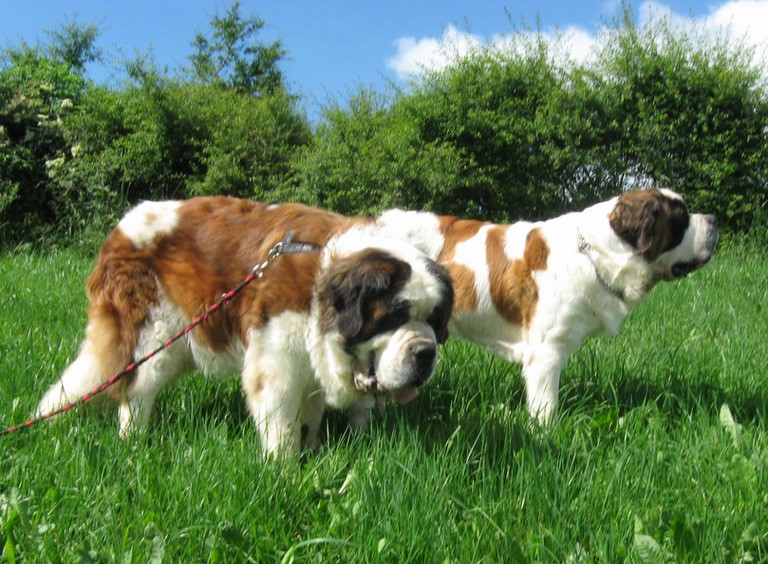 Dante vom-Illtal Mit Oxana