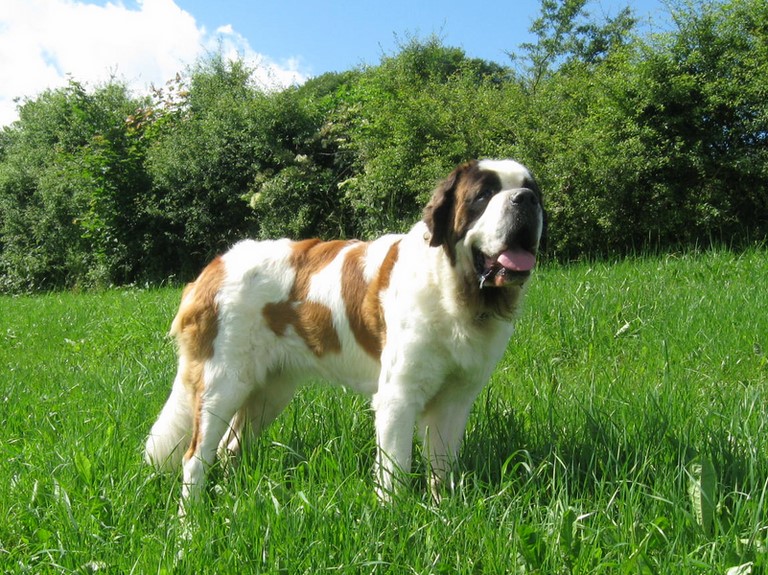 Oxana vom Siedlerhof