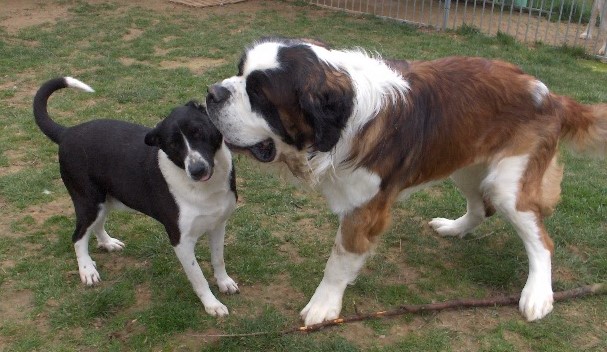 Samson & Gizmo vom-Illtal