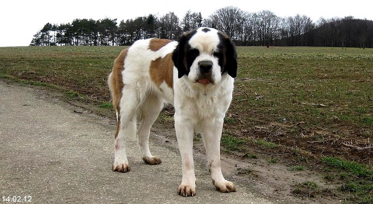 Xionara Vaya v.`t Beukeböschke