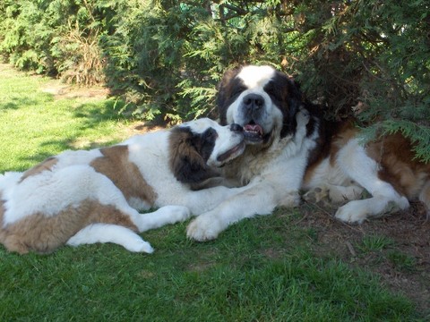 Dante vom-Illtal mit Baby Xionara 