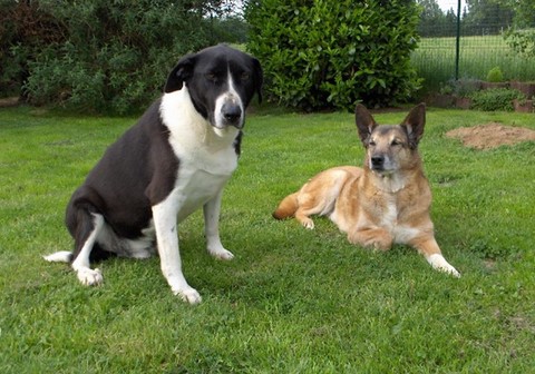 Leïka et Samson